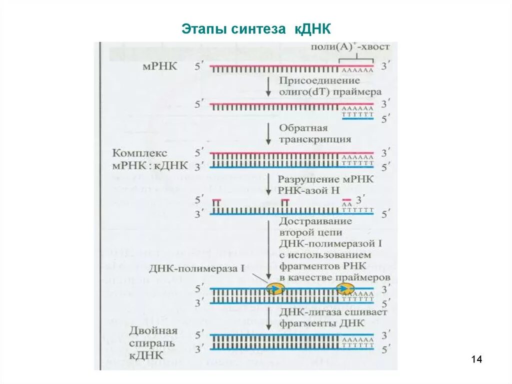 Синтез КДНК на матрице РНК. Синтез КДНК. Метод синтеза КДНК. Синтез КДНК схема.