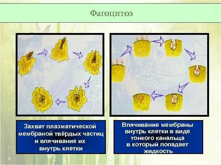 Фагоцитоз мембраны. Впячивание мембраны внутрь клетки. Плазматическая мембрана фагоцитоз. Фагоцитоз это захват клеткой.