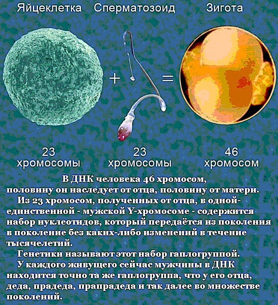 Какой набор хромосом имеют спермии