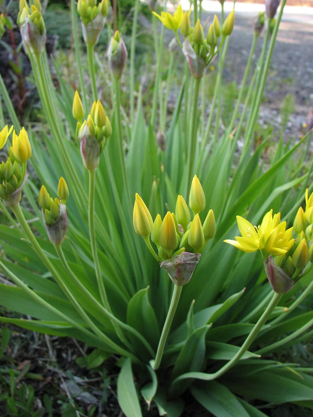 Лук молли фото. Аллиум Moly. Лук аллиум моли. Лук Молли желтый. Allium Moly - лук моли.