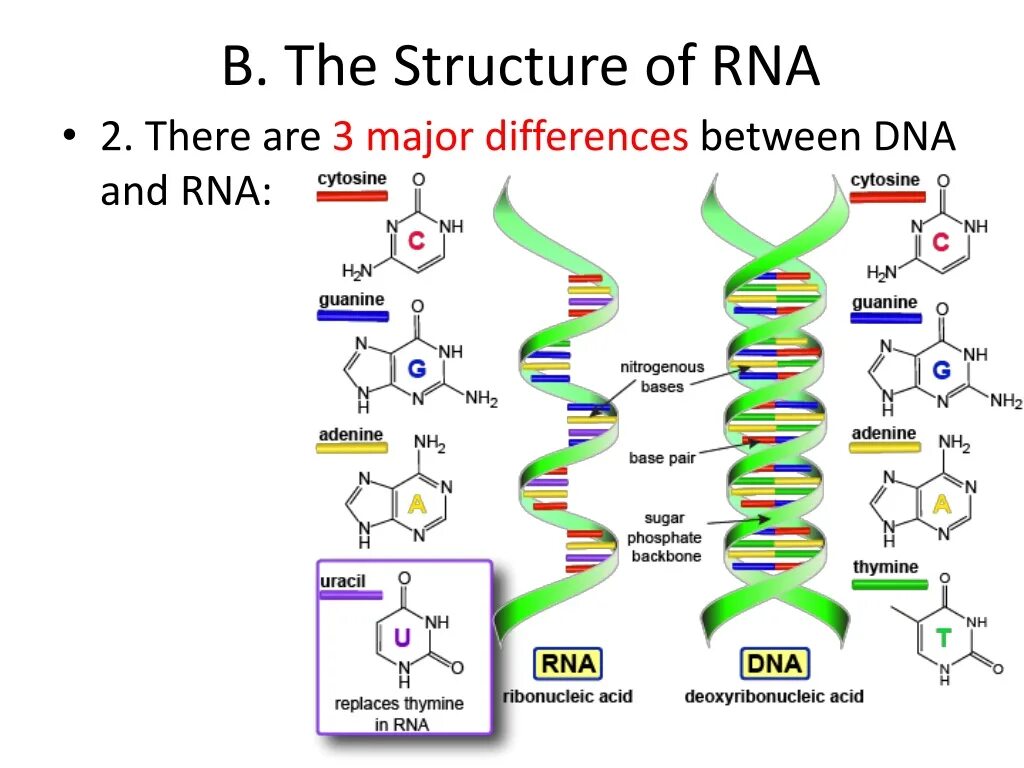 Protein Synthesis DNA. Protein DNA and RNA Complex. RNA structure. DNA and RNA structure.