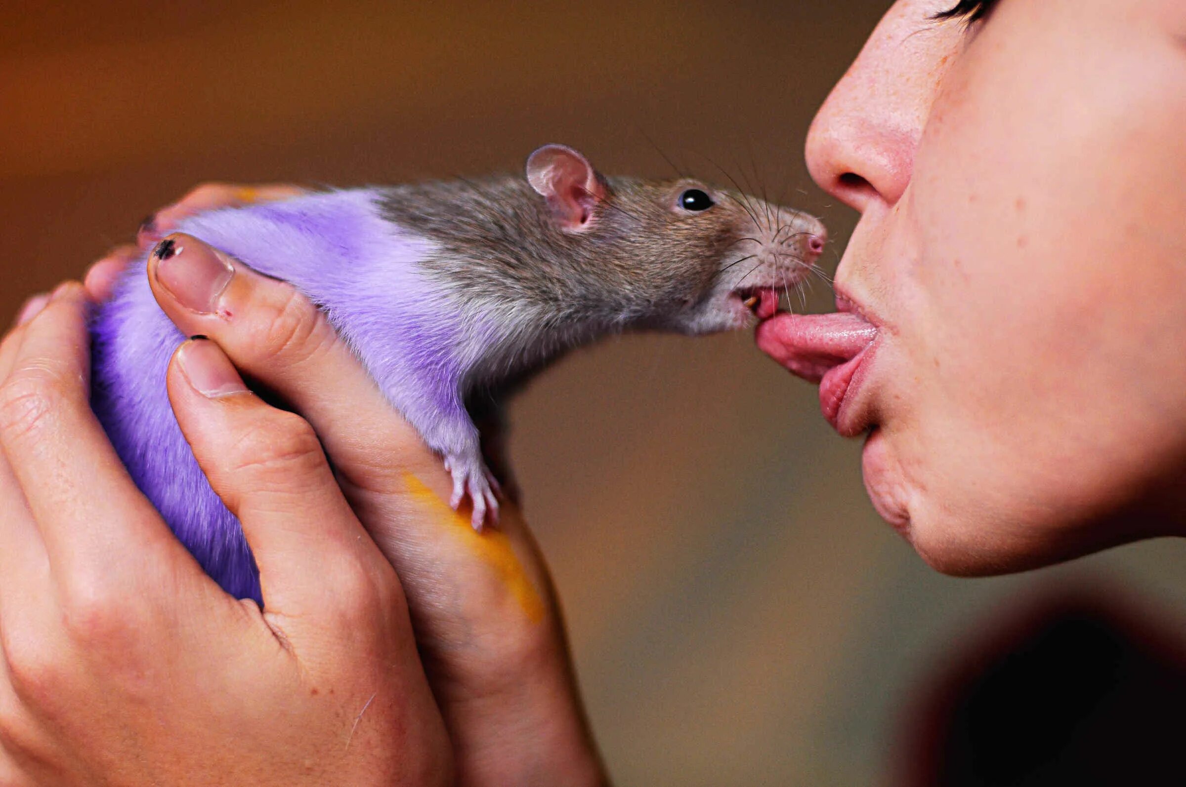 Мужчина крыса. Крыса целует. Фиолетовая крыса. Крысы подруги.