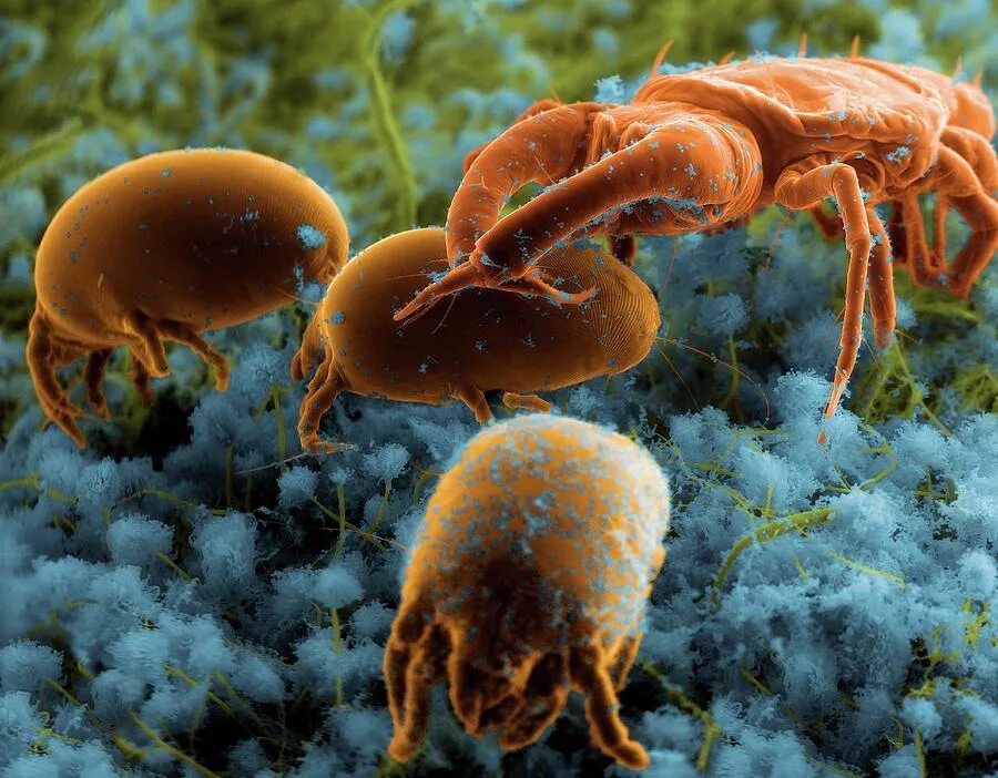 Бактерии клещей. Клещ сапрофит под микроскопом. Сапрофиты пылевые клещи. Пылевой клещ сапрофит.