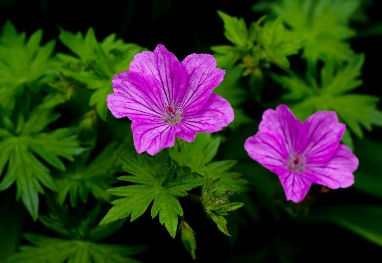 Болотная (Geranium palustre). Герань гибридная Розанна. Герань Болотная Geranium palustre. Герань versicolor.