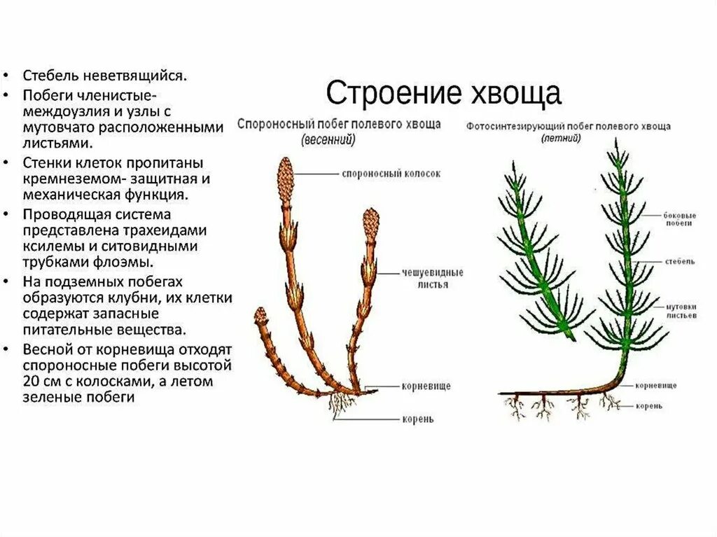 Спороносный побег хвоща. Весенний побег хвоща. Летний побег хвоща полевого. Весенний и летний побег хвоща. Хвощи корень водоросли