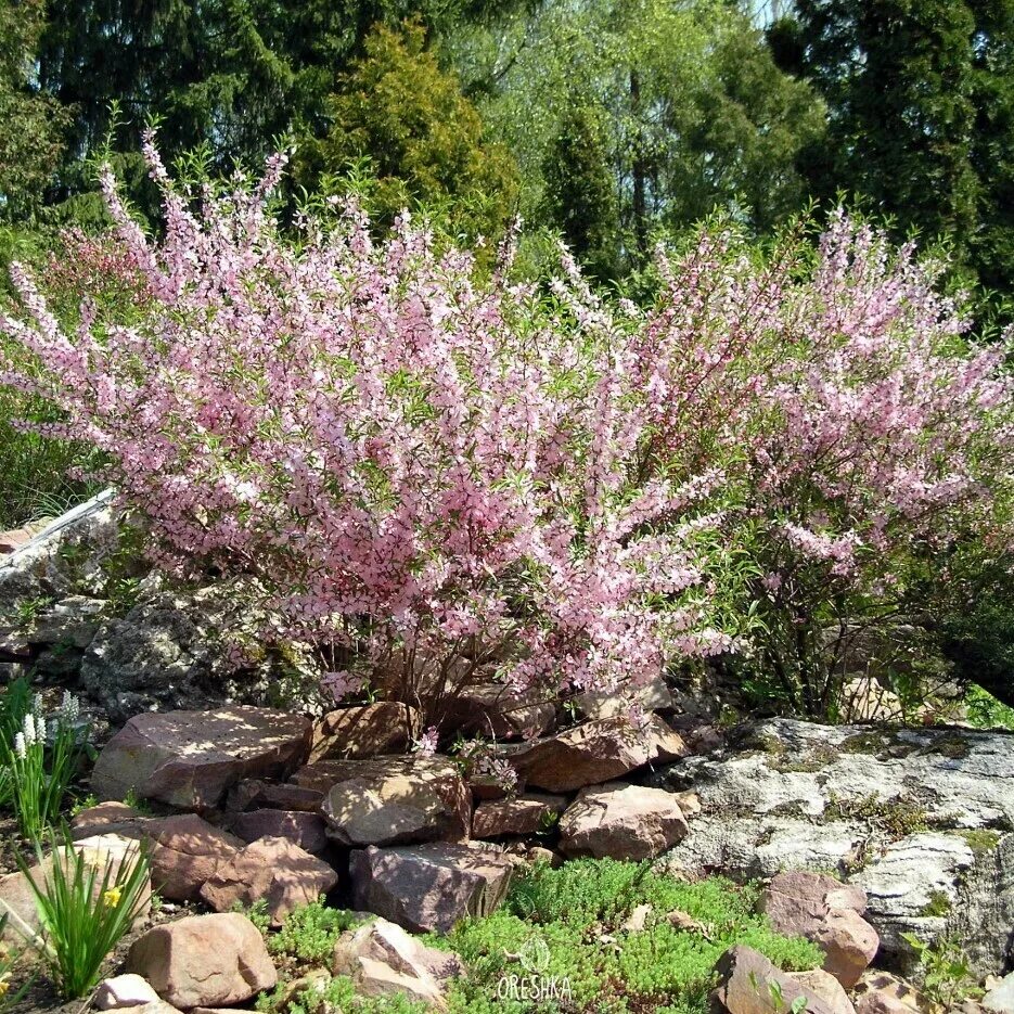 Миндаль бобовник. Миндаль Степной бобовник. Миндаль Степной (Prunus tenella). Миндаль бобовник куст. Миндаль степной