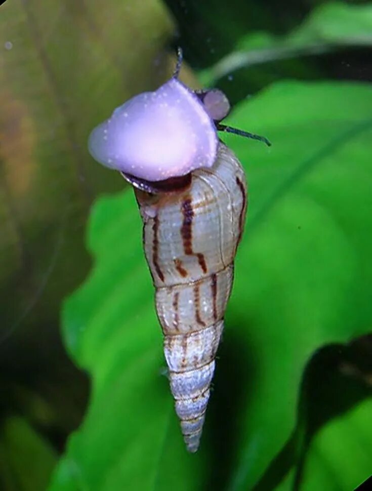 Улитка слон. Улитка живородящая аквариумная. Улитка трубач аквариумная. Ramshorn Snail улитка катушка. Улитка аквариумная длинная.