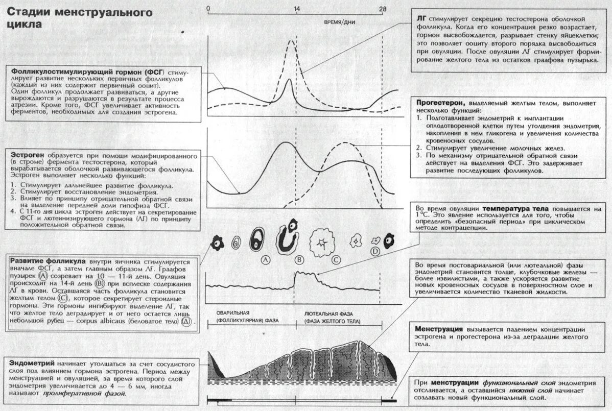 Фазы менструационного цикла таблица. Менструальный цикл гормоны схема. схема цикличность этапов менструального цикла. фазы менструального цикла таблица. овариально-менструальный цикл (схема).