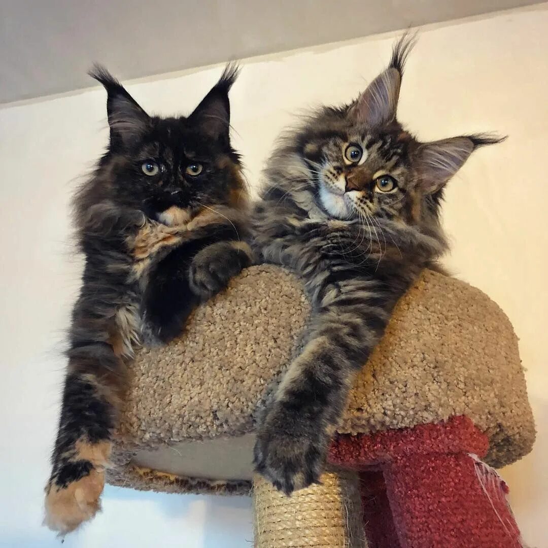 Как выбрать мейн-куна? - Pet-Mir.ru
