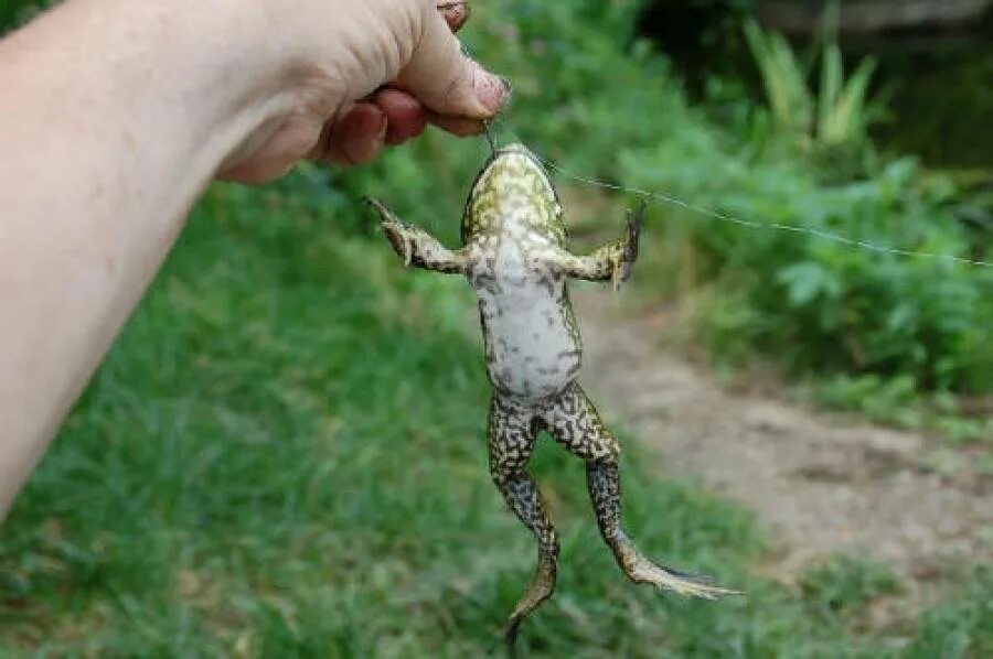 Как поймать лягушку. Лягушка ловит. Жаба-рококо (жаба шнайдера). Лягушки в геншине. Рыбалка на лягушку живую.