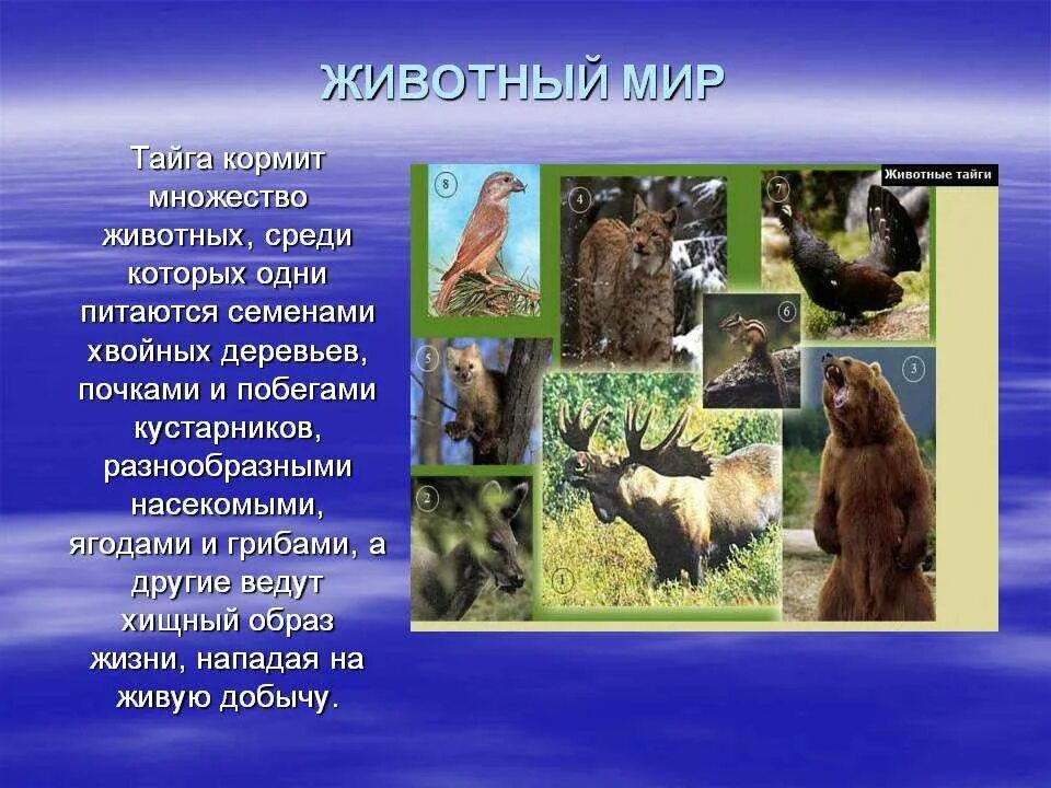 Животные тайги. Презентация на тему обитатели тайги. Название животных тайги. Животные и растительный мир тайги. Какие звери находятся