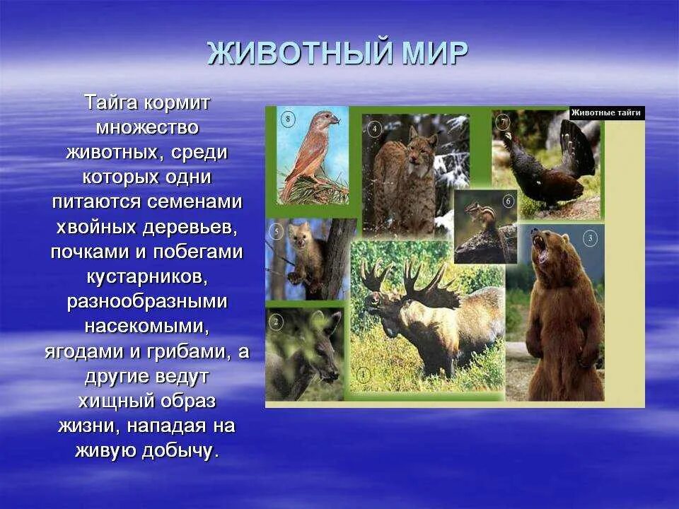 Сообщение про животных тайги. Животные тайги. презентация на тему обитатели тайги. название животных тайги. животные и растительный мир тайги.