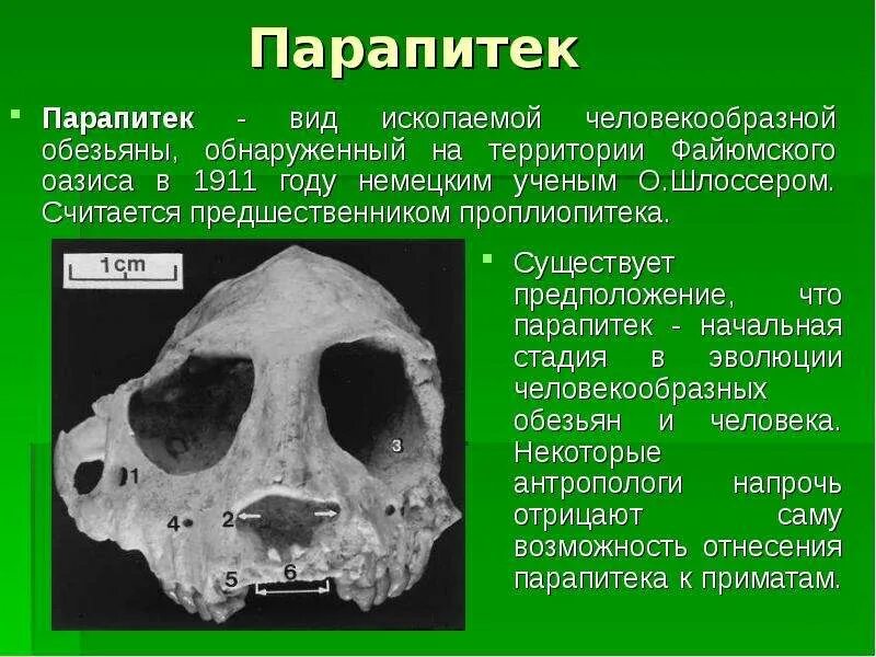 Дриопитек рамапитек австралопитек. Парапитеки объем мозга. Парапитеки объем мозга. Парапитеки объем мозга. Приматы вымершие дриопитеки.