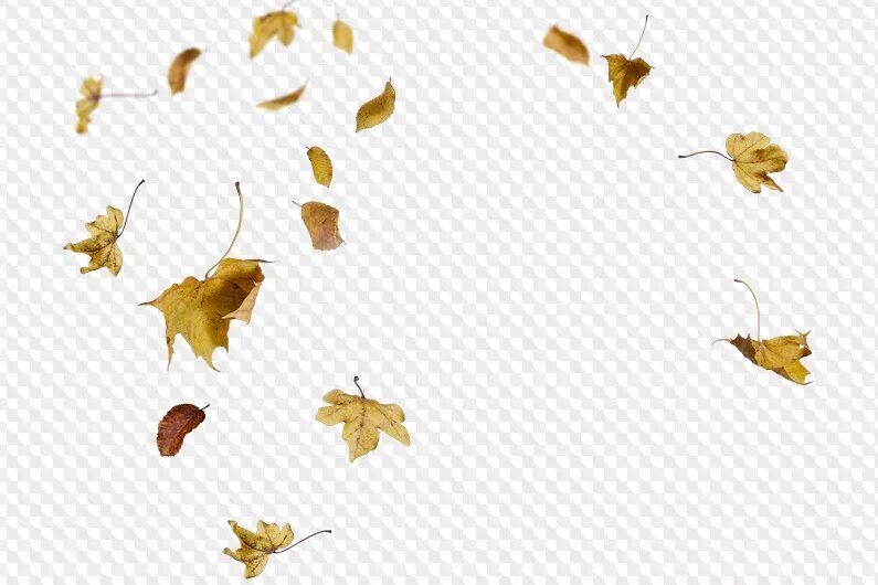 Листья что делают падают. Осенняя листва под ногами. Листья что делают падают. Листья что делают падают. Набухают почки весной.