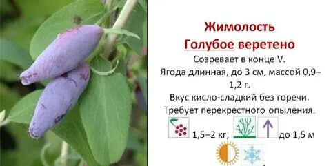 Жимолость веретено описание сорта