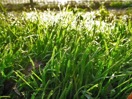 Grass light