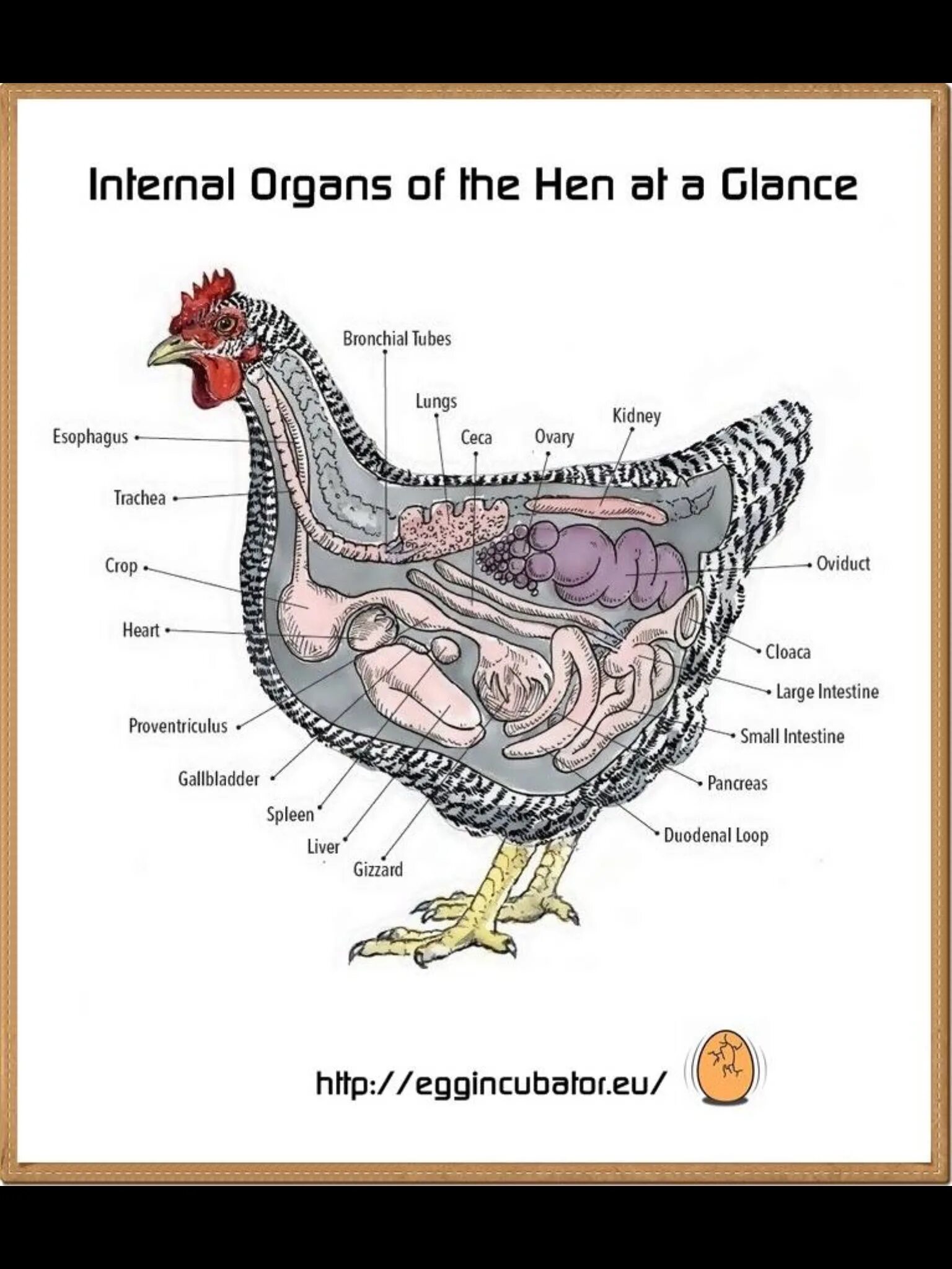 Внутреннее строение курицы несушки. Внутреннее строение индейки. Внутреннее строение курицы внутренние органы.