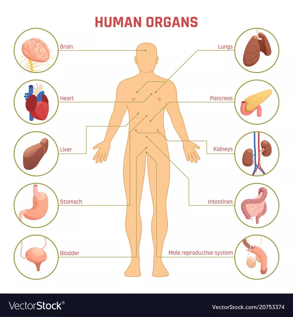 Human organs. Инфографика органы человека. Организм человека. Инфографика анатомия человека. Инфографика анатомия органы человека.