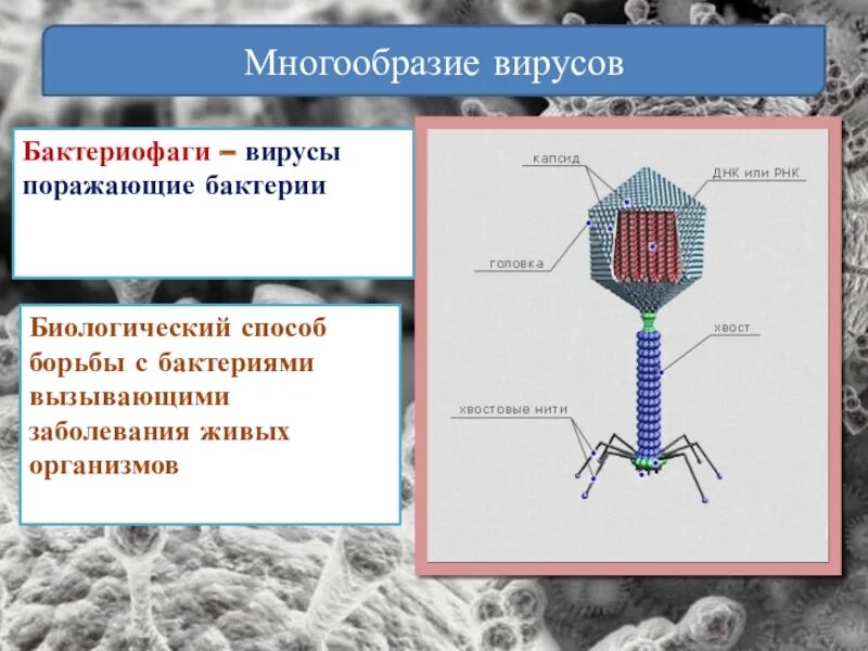Сходства и различия бактериофагов и вич