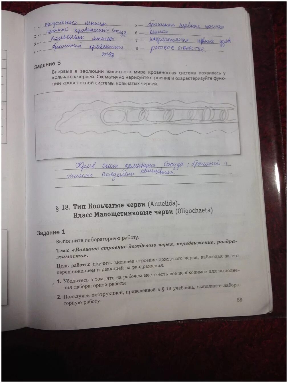 Биология 7 класс рабочая тетрадь тихонова. Гдз биология 7 класс рабочая тетрадь Суматохин. Биология 7 рабочая тетрадь Суматохин страница 59. Биология Суматохин 7 класс рабочая тетрадь 1. Гдз по биологии 7 класс рабочая тетрадь Суматохин стр.