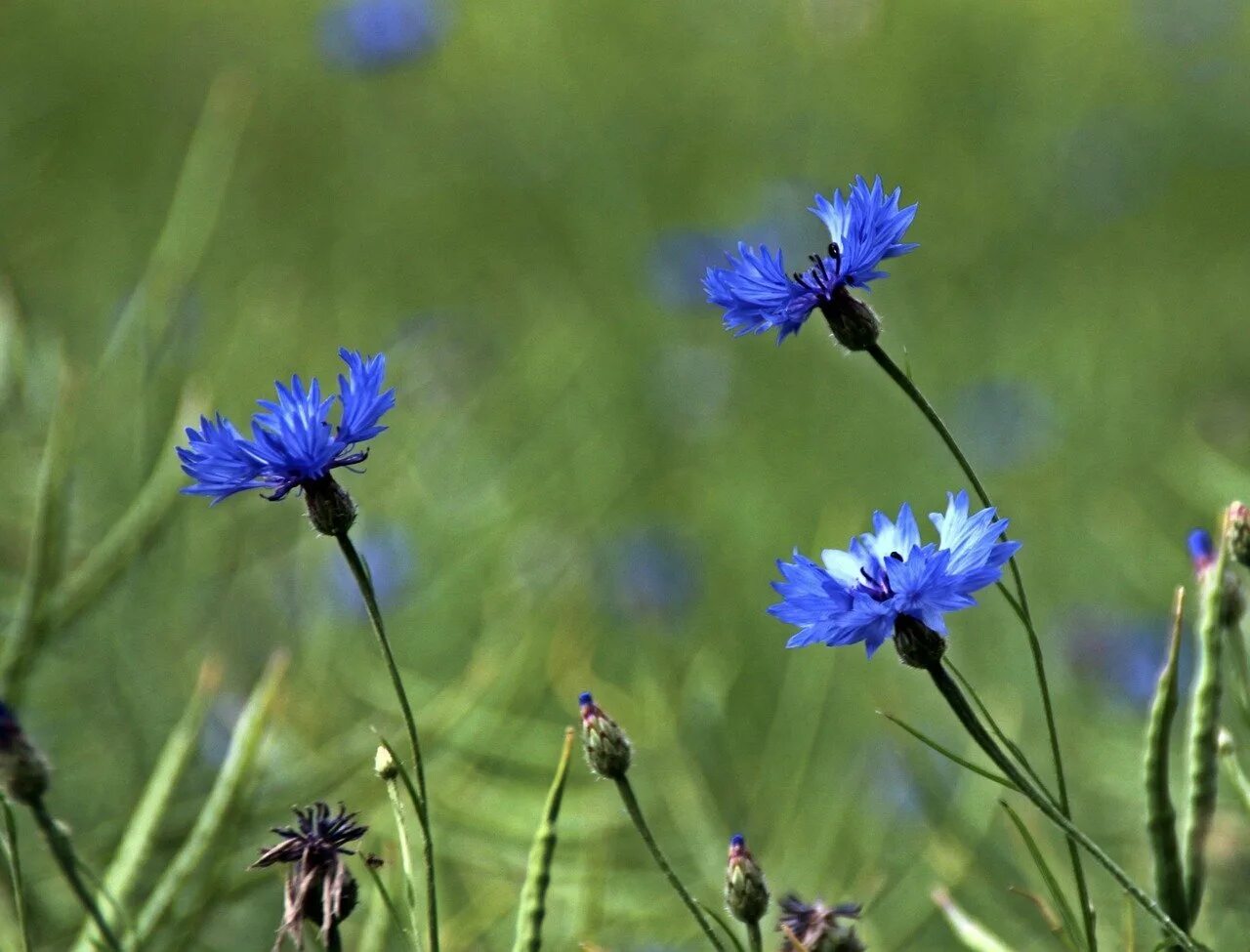 Василек песня слушать. Василек пиндский centaurea pindicola. василек отцвел. василек сбоку. обои на телефон васильки.