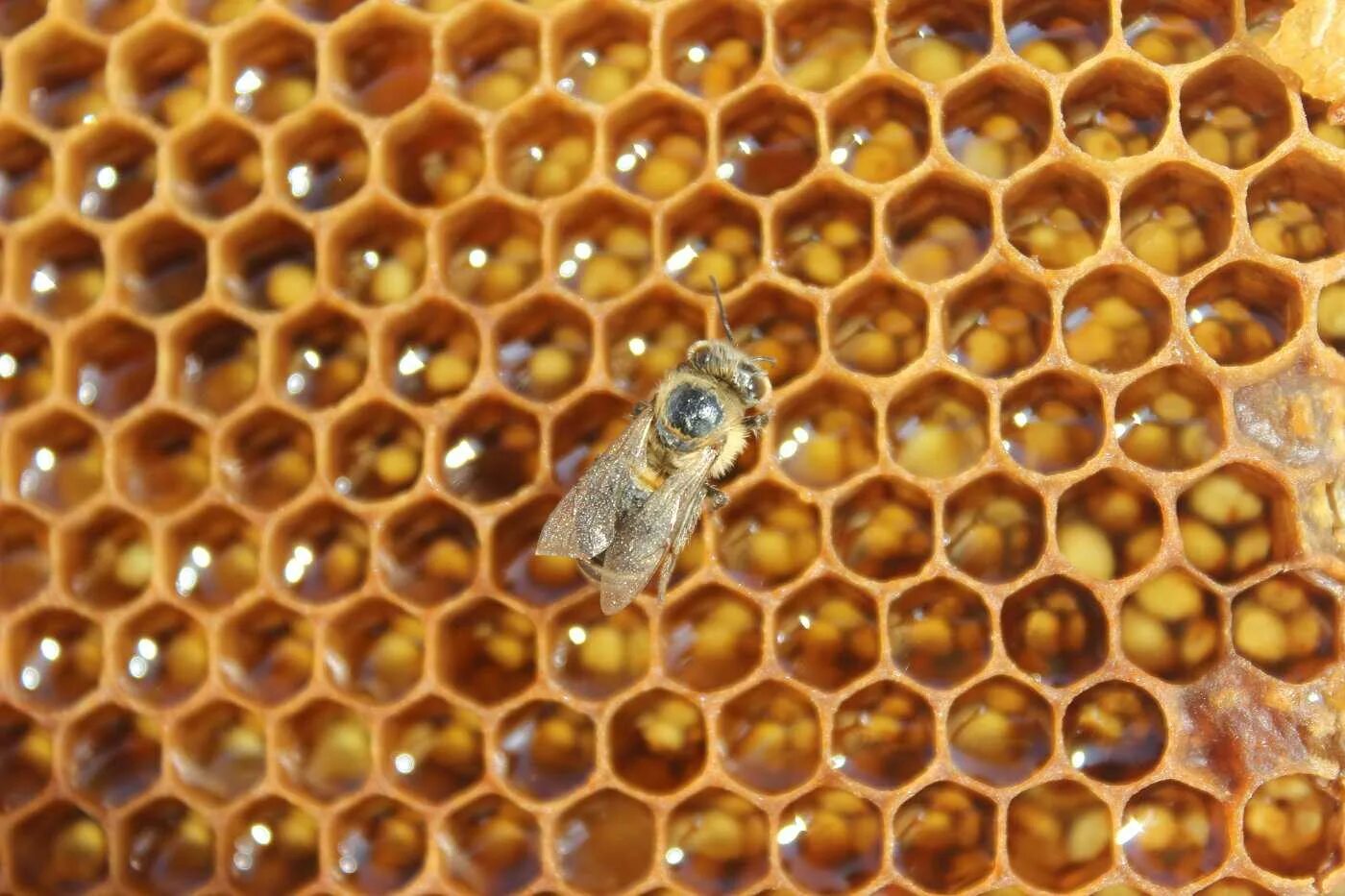 Искусственная восковая основа пчелиных сот 6 букв. Медовая вощина. Соты пчелиные вощина. Вощина для ульев. Трутневая вощина.