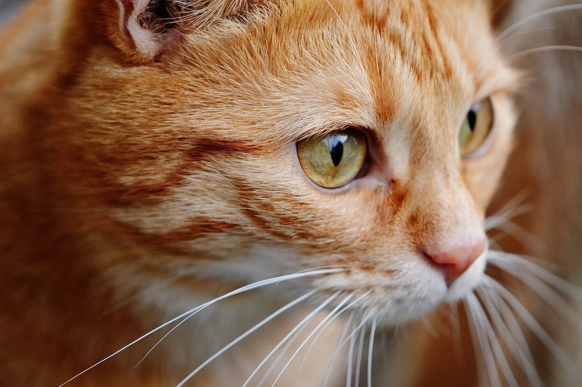 Морда кота. Красивый рыжий кот. Рыжий кот. Рыжая кошка. Рыжий кот.