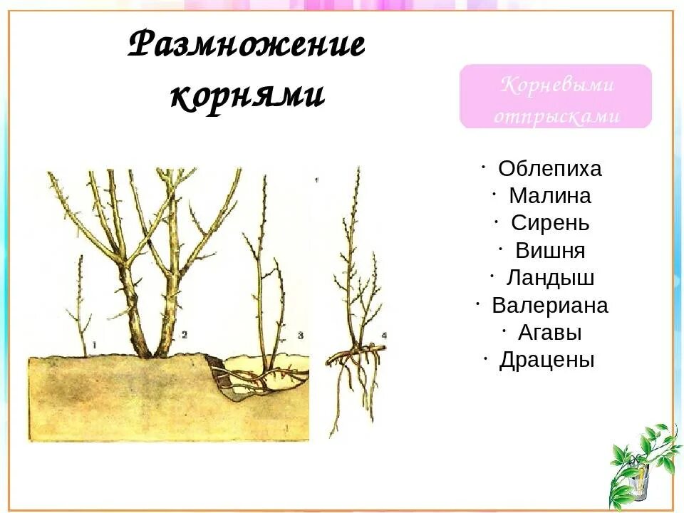 Размножается ли корень. Вегетативное размножение корневыми черенками. Размножение корневыми отводками. Корневые черенки малины. : Малина, вегетативное размножение черенками.