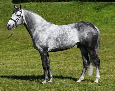 Stallion's