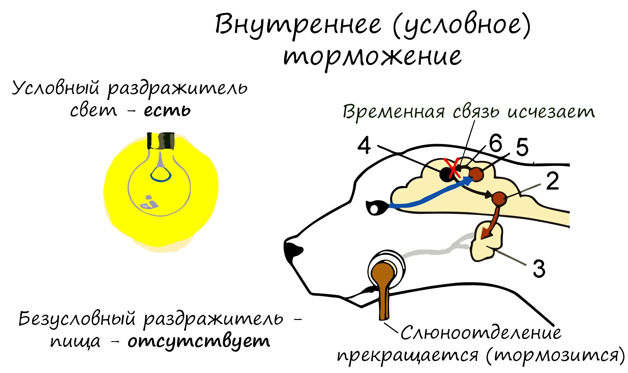 Жизненно важный раздражитель