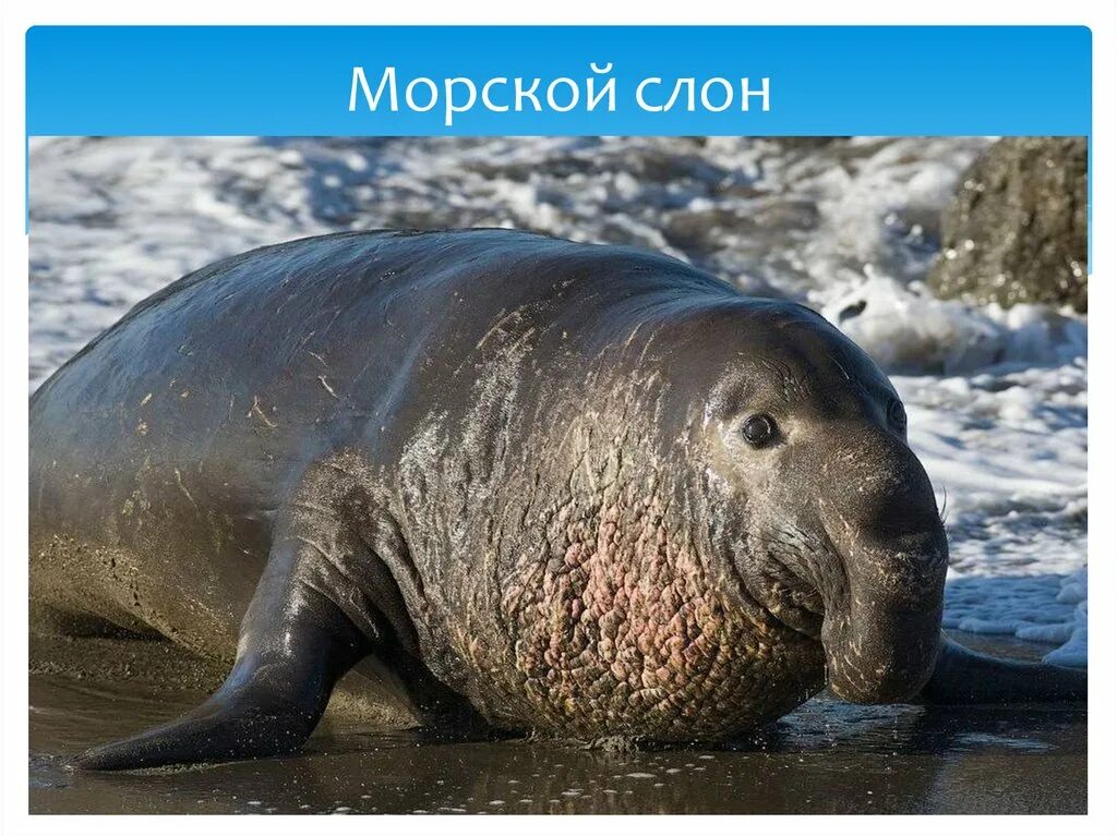 Южный морской слон mirounga leonina. Морской слон антарктиды. Морской слон антарктиды. Тюлень южный морской слон. Южный морской слон.
