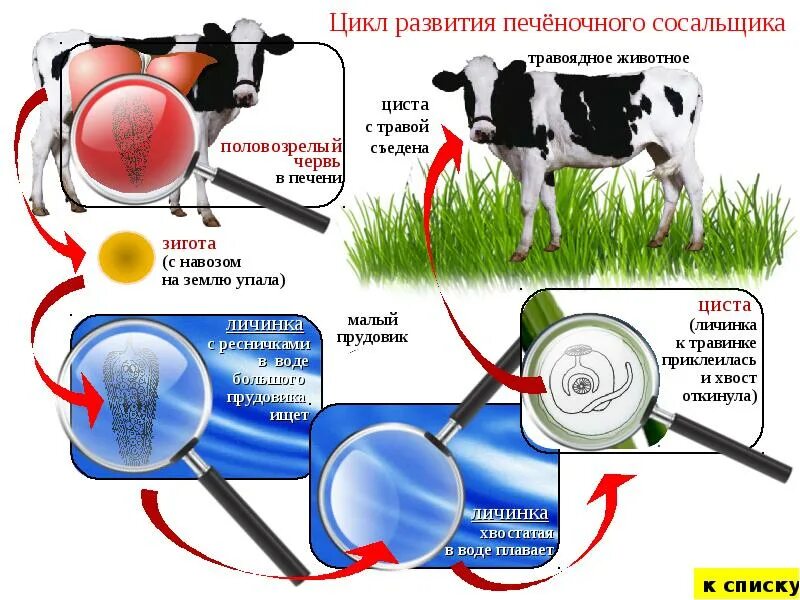 Циклы развития животных. Циклы развития животных таблица. Цикл развития коровы. Быстрый цикл развития у животных.