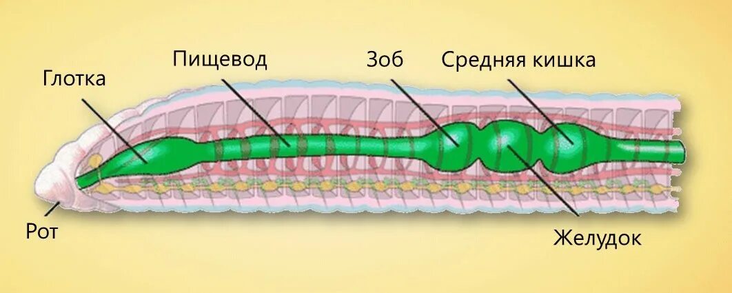 Червяков система. Кольчатые черви пищеварительная система. пищеварительная система дождевого червя. пищеварительная система система кольчатых червей. пищеварительная система кольчатых червей.