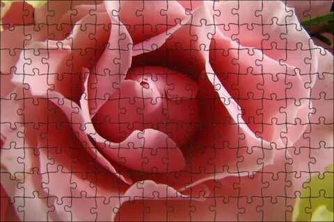 Side rose