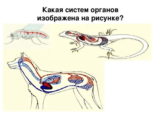 Системы органов животных схема. Системы органов животных 5 класс биология. Схемы систем органов животных 7 класс. Ткани органы и системы органов животных. Ткани органы системы органов животных