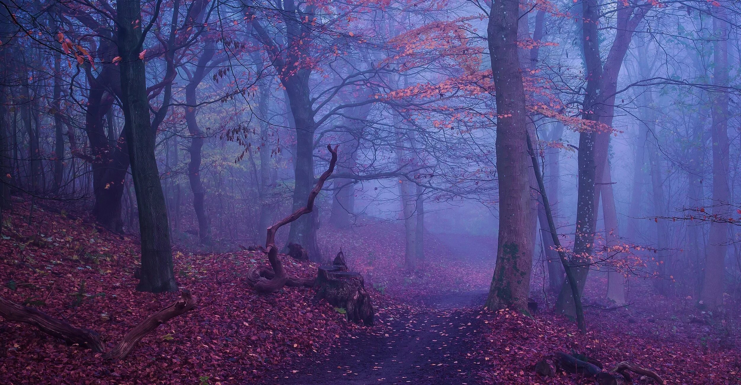 Pin by Laurie McBee on American Witchcraft Forest landscape, Forest photography,