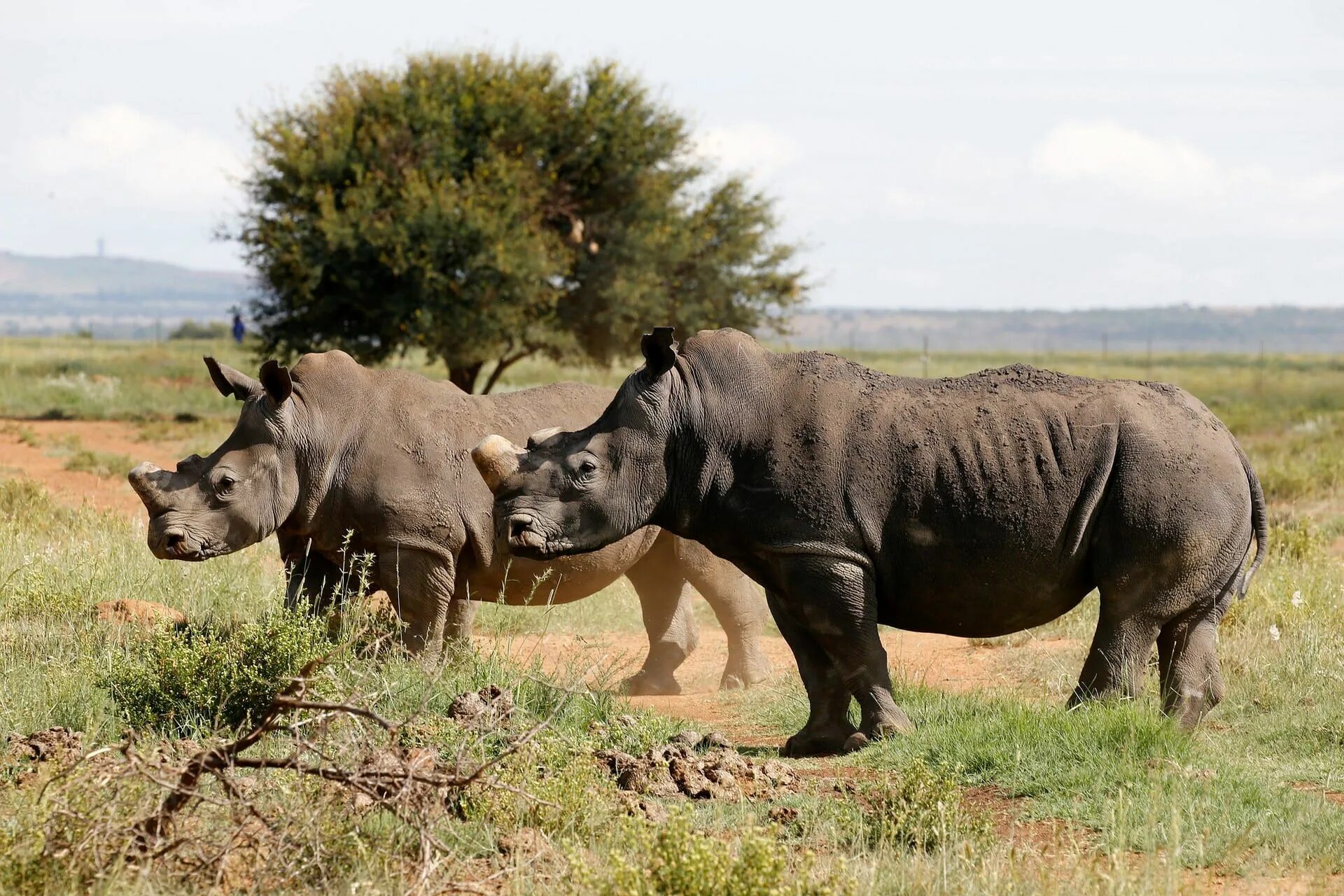 Камерунский черный носорог. Камерунский подвид черного носорога. 12. Камерунский чёрный носорог. Черный носорог носорог.