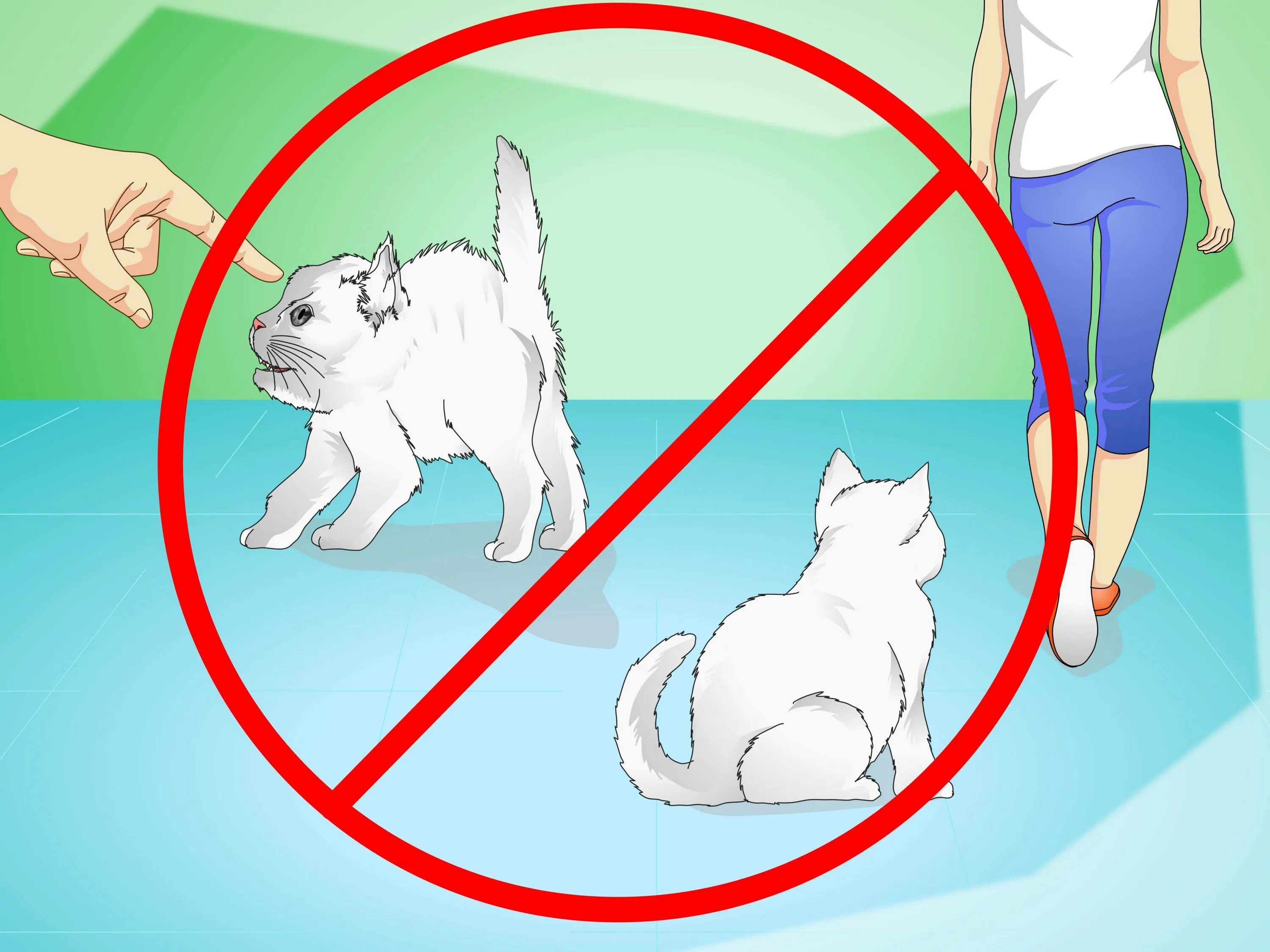 Как успокоить кошку без кота. Как успокоить кота. как угомонить котенка. как успокоить котёнка когда он бесится. как успокоить бешеного котенка.