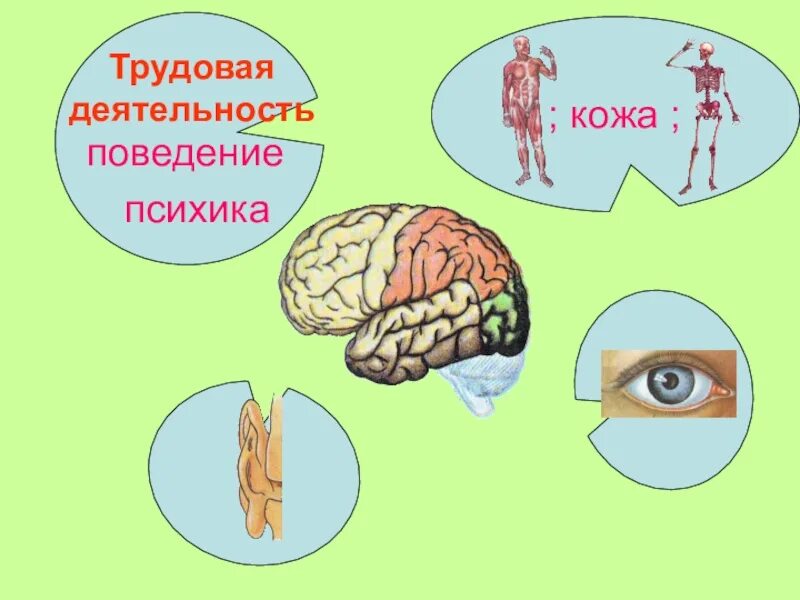 Психика человека 8 класс