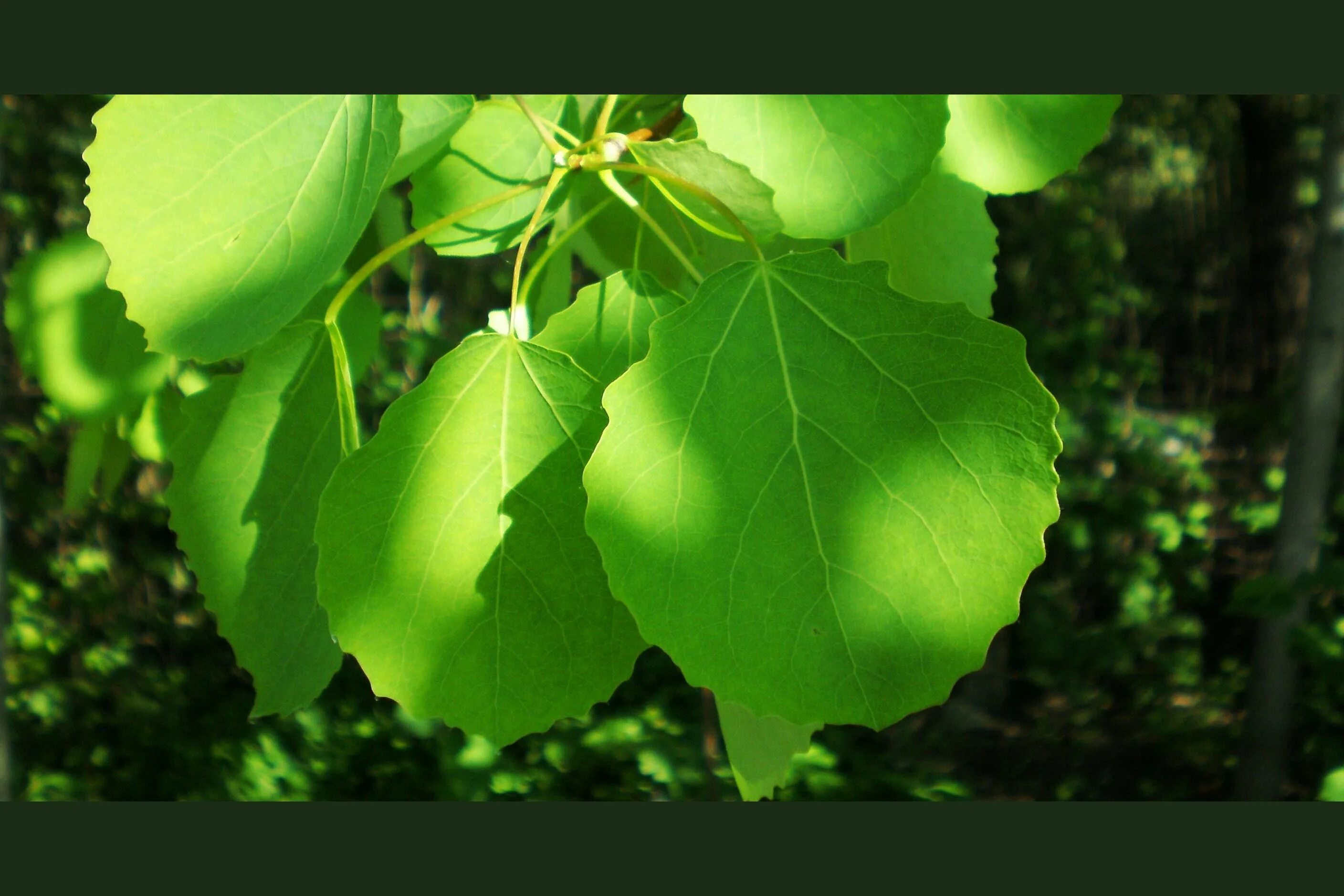 Populus tremula (осина дрожащая). В иерусалиме растет осина. Осина обыкновенная (pópulus trémula). В иерусалиме растет осина. Тополь дрожащий осина.