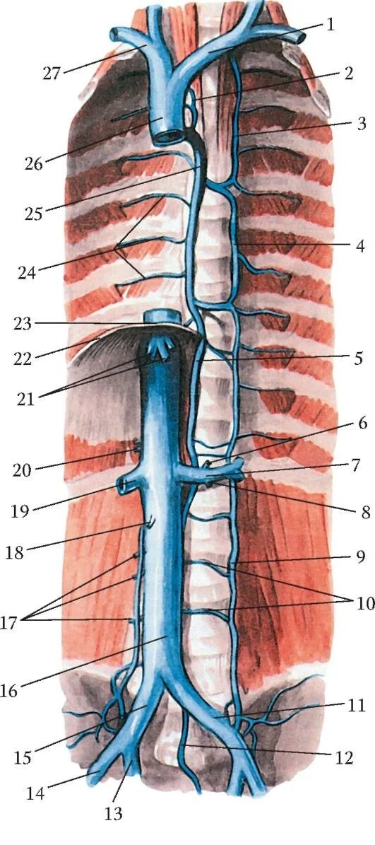 Две верхние полые вены. Полунепарная Вена анатомия. Непарная и полунепарная Вена. Вена azygos анатомия. Верхняя полая Вена непарная Вена.
