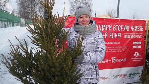 Можно ли дарить ели