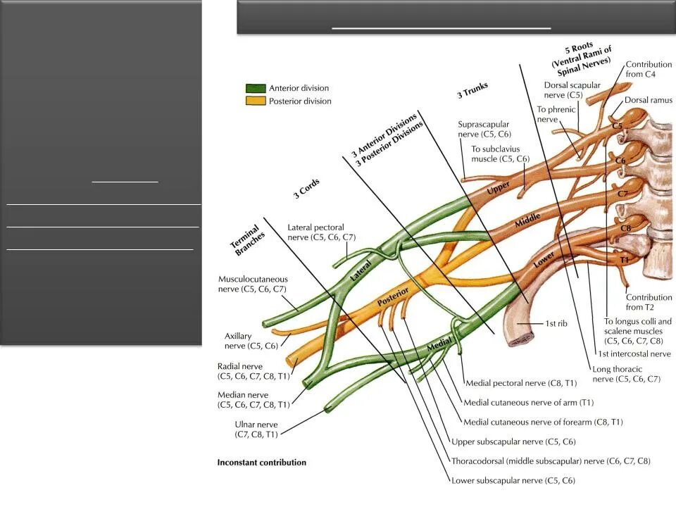 Периферические нервы и сплетения. Плечевое сплетение нервы и иннервация. Плечевое сплетение таблица иннервации. Нервы плечевого сплетения анатомия. Плечевое сплетение схема нервов.