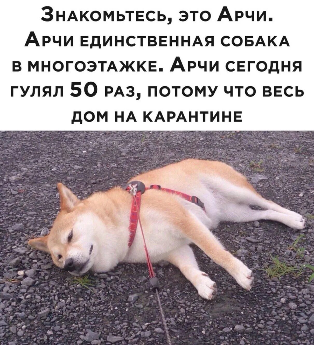 Что у меня нет собаки