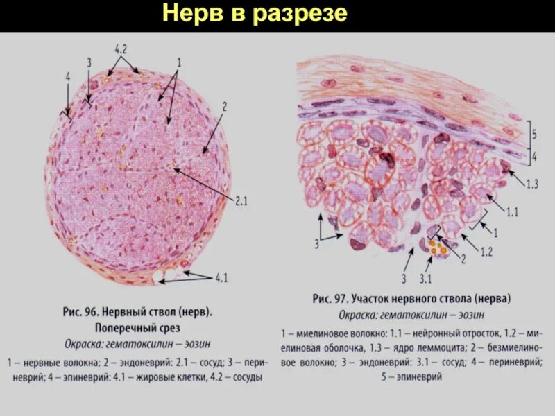 Нервная система гистология. Поперечный срез нерва препарат. поперечный срез нерва гистология. поперечный срез периферического нерва. поперечный срез периферического нерва препарат.