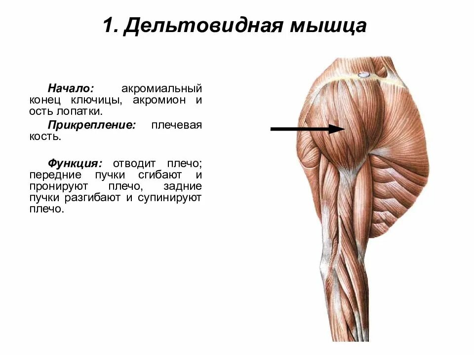 Какую функцию выполняет плечо