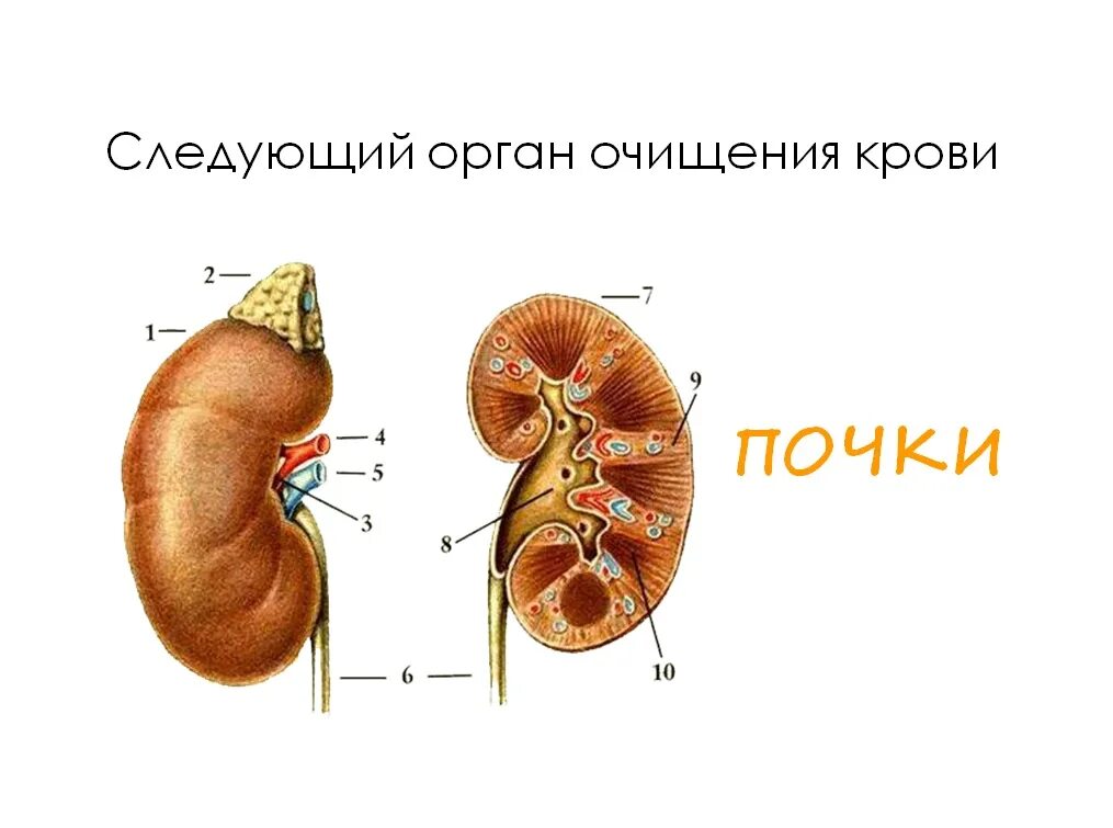 Схема строения почки человека. Внутреннее строение почки человека. Внутреннее строение почки анатомия. Ворота почки строение. Парные органы в организме