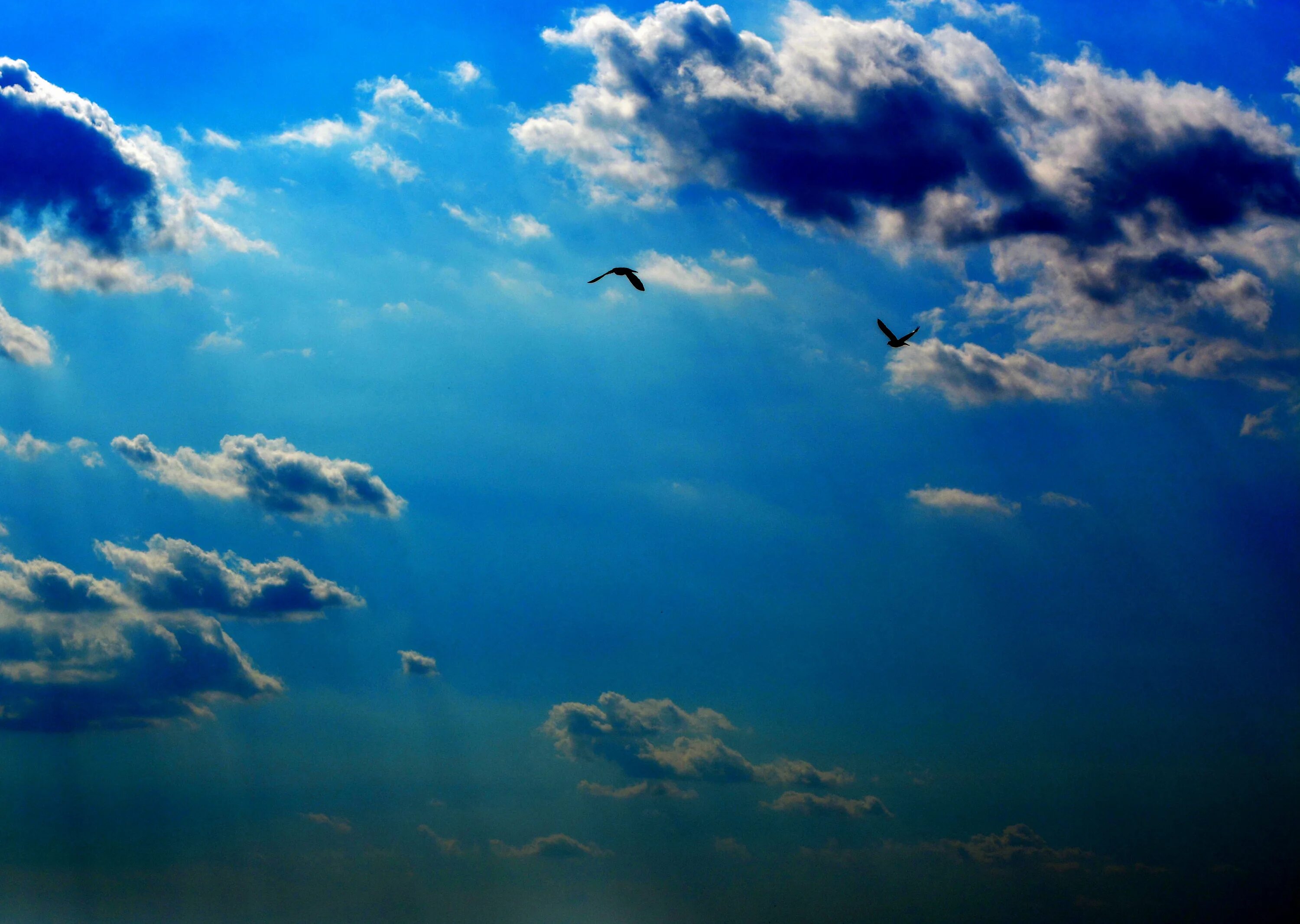 Синяя птица облака. Птицы в небе. Красивые облака. Красивое небо. Мирное небо.