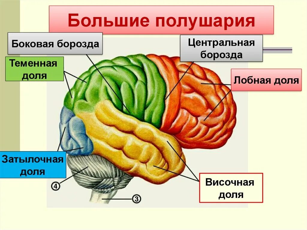 Конечный мозг внешнее и внутреннее строение. Конечный мозг строение и функции. Лобная и теменная доли.