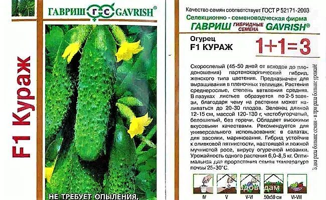 Огурцы кураж описание сорта фото